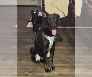 Sargeant - Male German Shepherd Dog Dog for Adoption - Photo #3