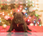 Small Photo #3 American Bully Puppy For Sale in HOUSTON, TX, USA