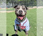 Small American Staffordshire Terrier