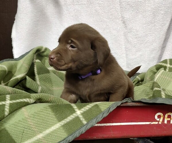 Medium Photo #4 Labrador Retriever Puppy For Sale in RANDOLPH, WI, USA