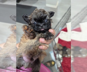 Shih Tzu Puppy for sale in HYATTSVILLE, MD, USA