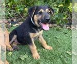 Small #3 German Shepherd Dog Mix