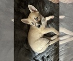Small #104 Pomsky