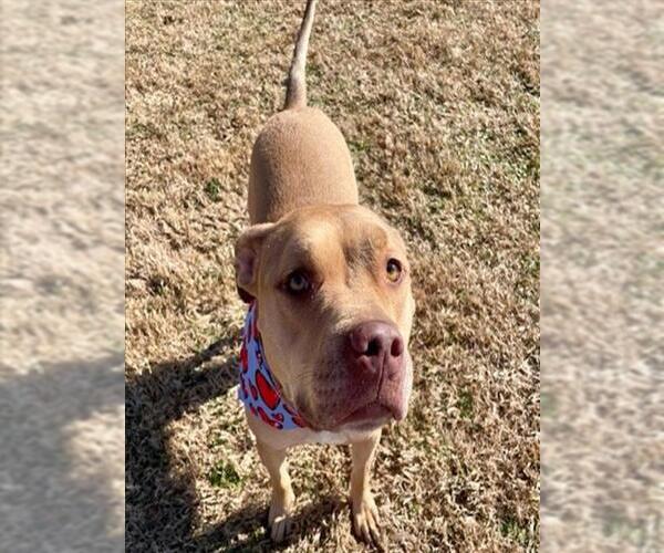 Medium Photo #1 Mutt Puppy For Sale in Tulsa, OK, USA