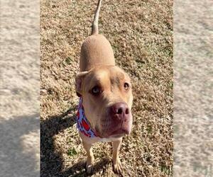 Mutt Dogs for adoption in Tulsa, OK, USA