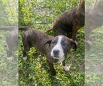 Small #2 Mutt