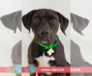 Boxador Dogs for adoption in Mobile, AL, USA