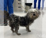 Small #1 Mutt
