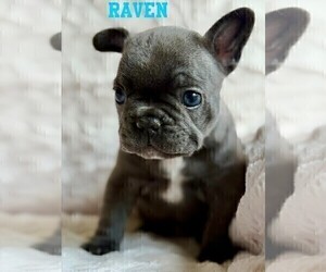 Medium French Bulldog