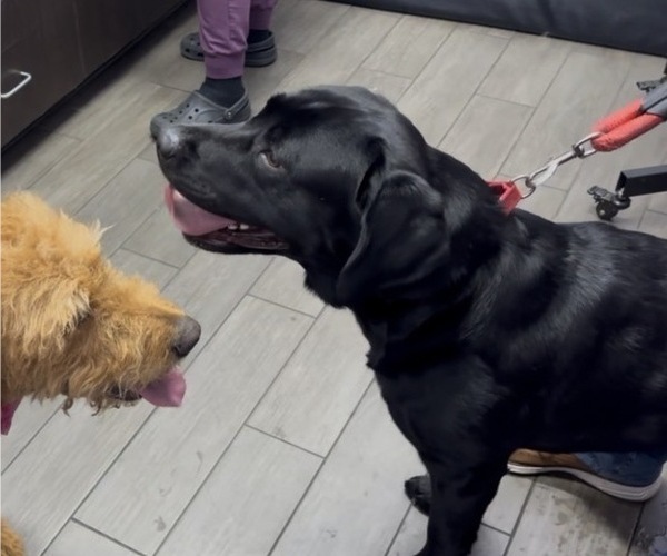 Medium Photo #1 Labradoodle Puppy For Sale in ESCONDIDO, CA, USA