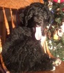 Small Photo #21 Aussiedoodle Puppy For Sale in ARBA, IN, USA