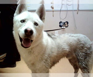 Siberian Husky Dogs for adoption in Martinez, CA, USA