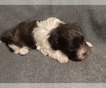 Small Photo #2 Havanese Puppy For Sale in ATHENS, GA, USA