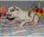 Small Photo #24 Great Dane Puppy For Sale in SPRAGGS, PA, USA