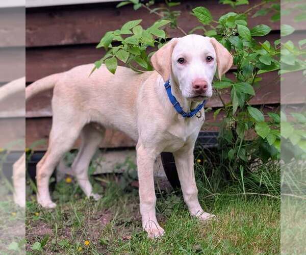 Medium Photo #14 Catahoula Leopard Dog-Unknown Mix Puppy For Sale in Bellingham, WA, USA