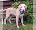 Small #13 Catahoula Leopard Dog Mix