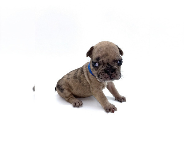 Medium Photo #6 French Bulldog Puppy For Sale in DICKERSON, MD, USA