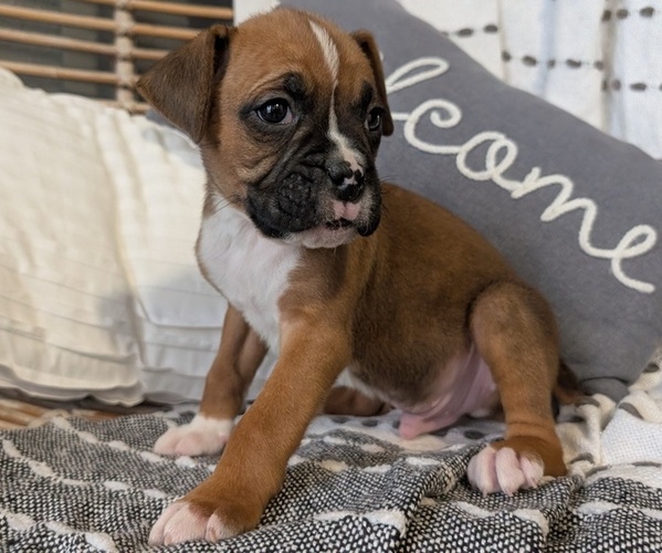 Medium Photo #8 Boxer Puppy For Sale in GOSHEN, IN, USA