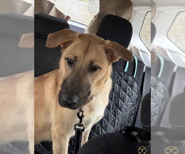 Medium Photo #3 German Shepherd Dog-Unknown Mix Puppy For Sale in Winston Salem, NC, USA