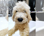 Small Photo #21 Goldendoodle Puppy For Sale in ATHENS, TN, USA