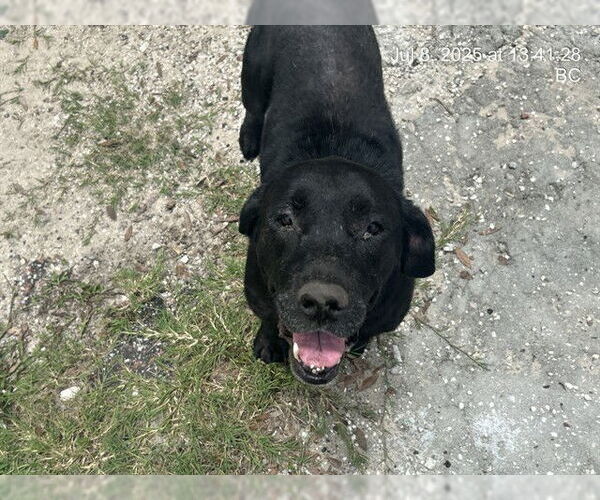 Medium Photo #1 American Pit Bull Terrier-Unknown Mix Puppy For Sale in Ocala, FL, USA