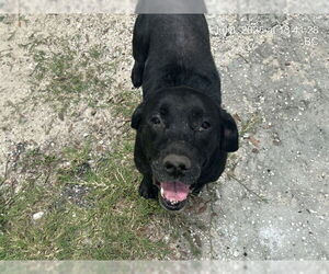 American Pit Bull Terrier-Unknown Mix Dogs for adoption in Ocala, FL, USA