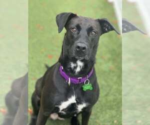Labrador Retriever-Unknown Mix Dogs for adoption in Pompano Beach , FL, USA