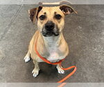 Small Black Mouth Cur Mix