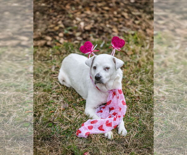Medium Photo #5 Labrador Retriever-Unknown Mix Puppy For Sale in  Gainesville, FL, USA