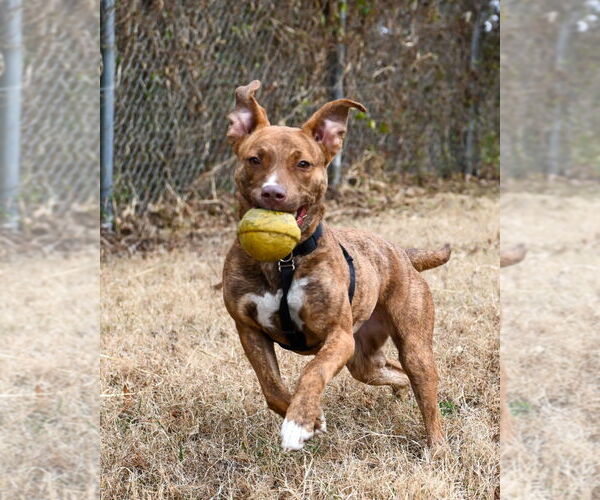 Medium Photo #5 Mutt Puppy For Sale in Glen Allen, VA, USA