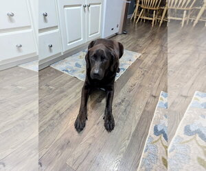 Labrador Retriever-Unknown Mix Dogs for adoption in Holly Springs, NC, USA