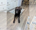 Small Labrador Retriever Mix