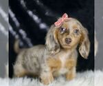 Small #4 Dachshund