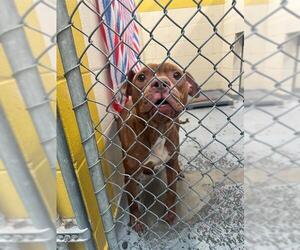 American Pit Bull Terrier-Unknown Mix Dogs for adoption in Anchorage, AK, USA