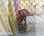 Small American Pit Bull Terrier Mix