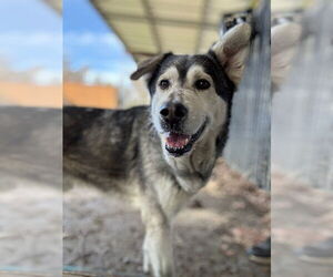 Siberian Husky-Unknown Mix Dogs for adoption in Riverside, CA, USA
