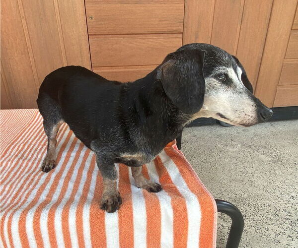 Medium Photo #5 Dachshund Puppy For Sale in Tampa, FL, USA