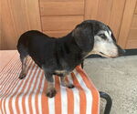Small #4 Dachshund
