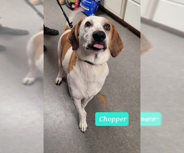 Medium Photo #1 English Coonhound Puppy For Sale in Richmond, IN, USA