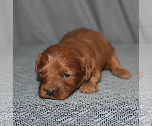 Cavapoo Puppy for sale in SUNBURY, PA, USA