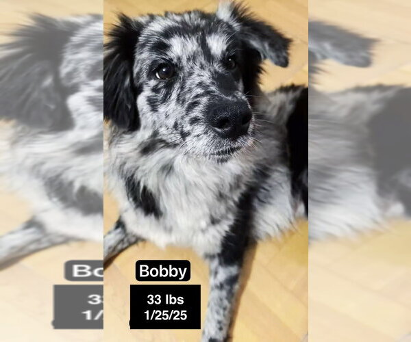 Medium Photo #3 Border-Aussie Puppy For Sale in West Hollywood, CA, USA