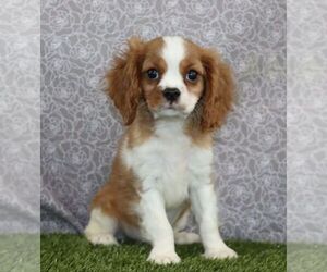 Cavalier King Charles Spaniel Puppy for sale in WOOSTER, OH, USA