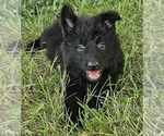 smokey - Male German Shepherd Dog Puppy for Sale - Photo #5