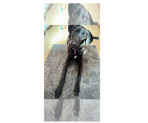 Medium Photo #5 Great Dane-Labrador Retriever Mix Puppy For Sale in Greenbelt, MD, USA