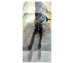 Small #4 Great Dane-Labrador Retriever Mix