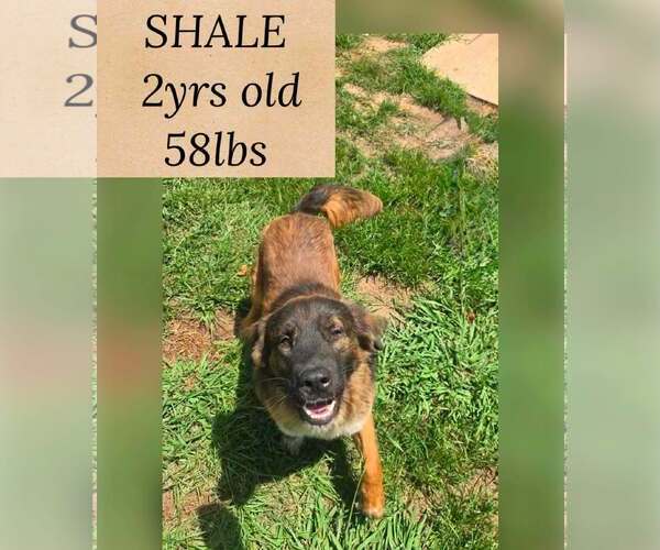 Medium Photo #1 Mutt Puppy For Sale in Woodbury, NY, USA