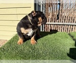 Small #14 English Bulldog