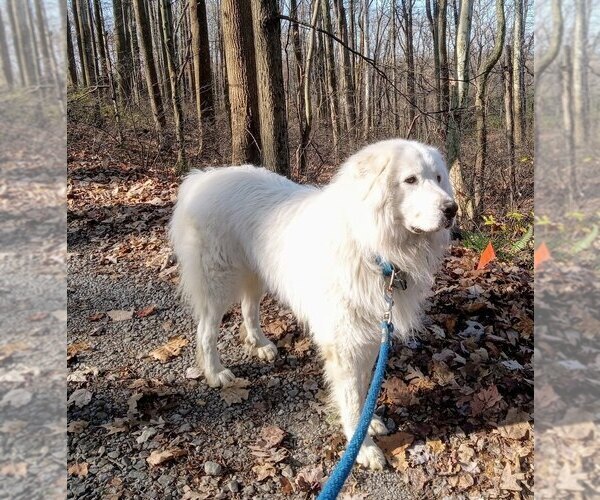 Medium Photo #9 Great Pyrenees Puppy For Sale in MORGANTOWN, WV, USA