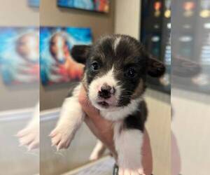 Pembroke Welsh Corgi Puppy for sale in PLEASANT GROVE, CA, USA
