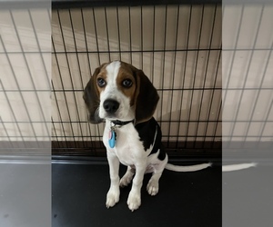 Beagle Puppy for sale in BRIGHTON, MA, USA